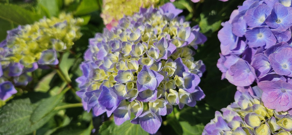 Hortenzia (Hydrangea)