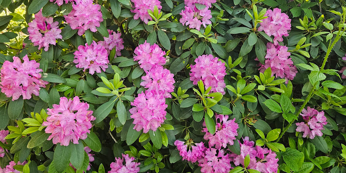 Rhododendron