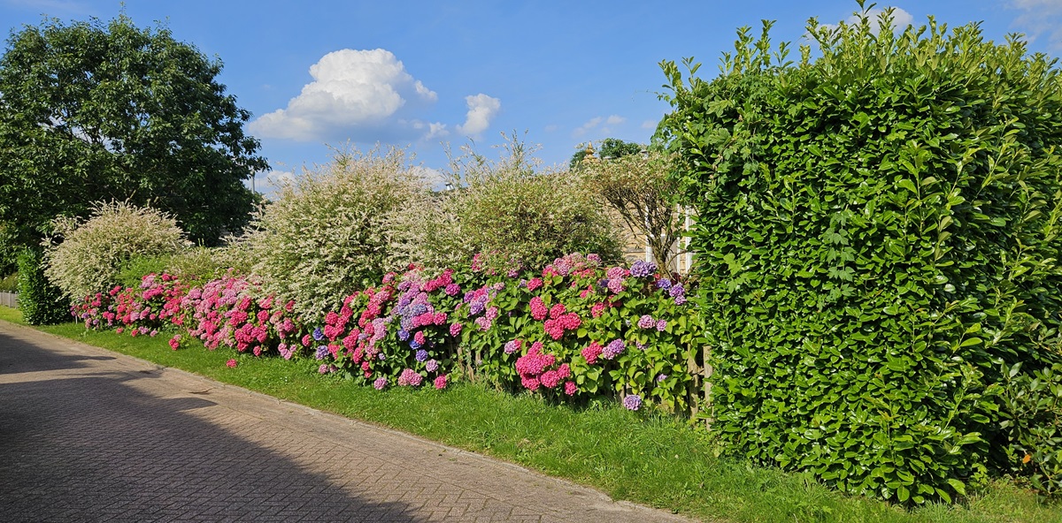 Hydrangeas