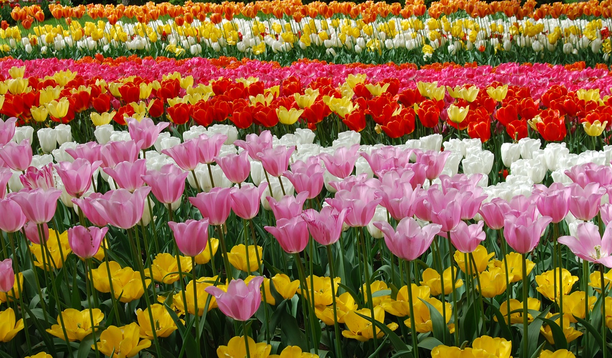 Tulipánok Keukenhof