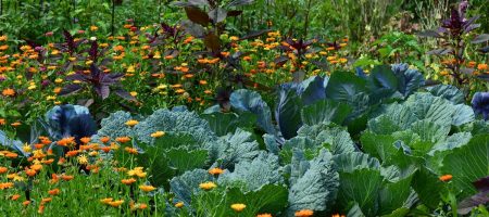 1-white-cabbage-1200x