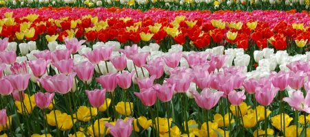 Tulipánok Keukenhof